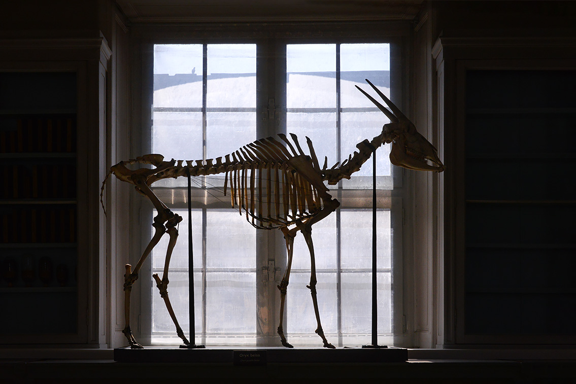 museum de histoire naturelle rouen 8-2021 9557