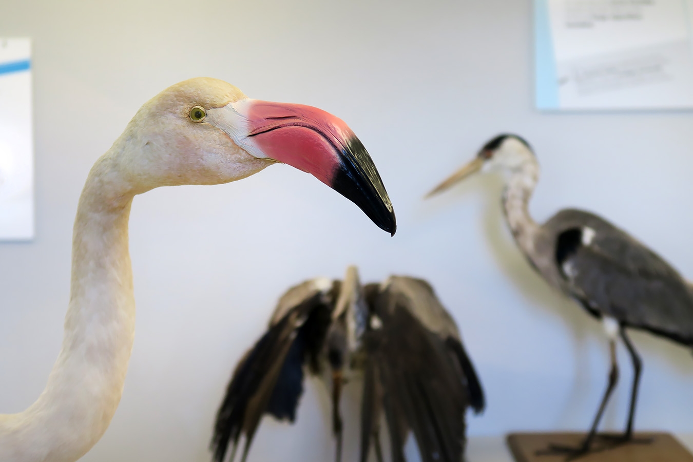 museum de histoire naturelle troyes 8-2025 2757