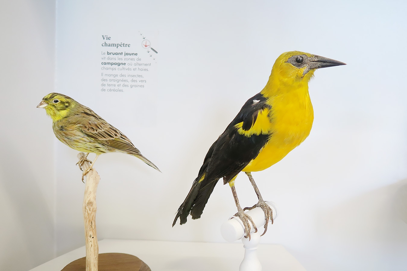 museum de histoire naturelle troyes 8-2025 2764