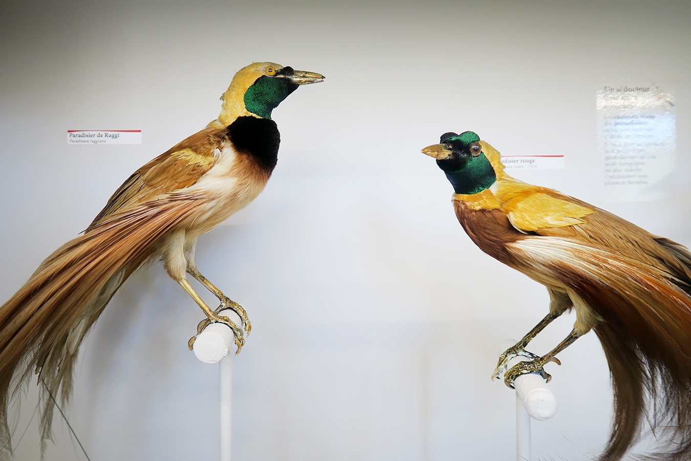 museum de histoire naturelle troyes 8-2025 2772