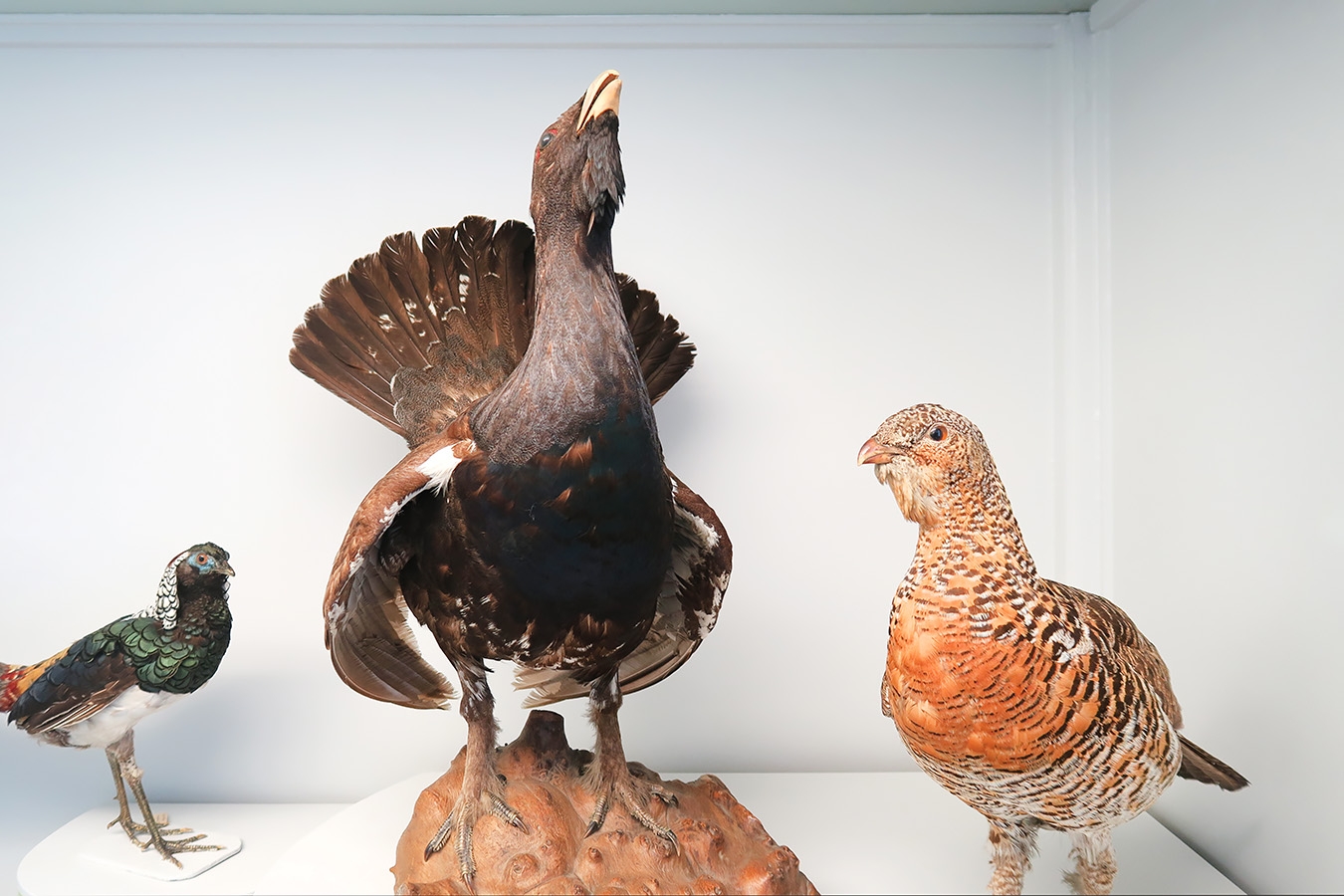 museum de histoire naturelle troyes 8-2025 2777