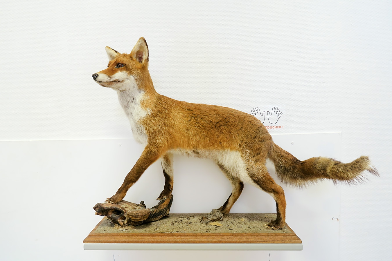 museum de histoire naturelle troyes 8-2025 2779