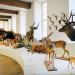 museum de histoire naturelle troyes 8-2025 2787