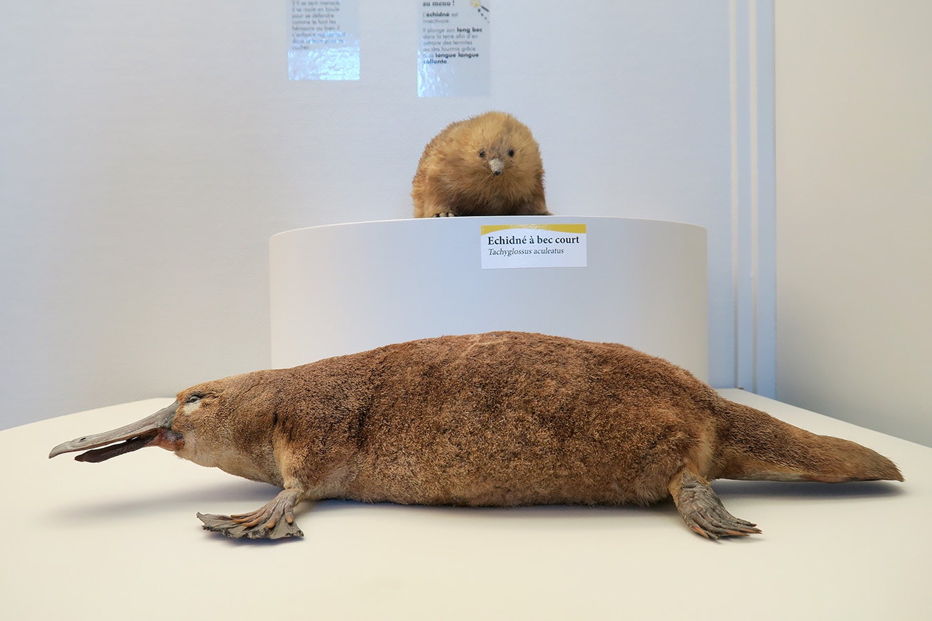 museum de histoire naturelle troyes 8-2025 2788