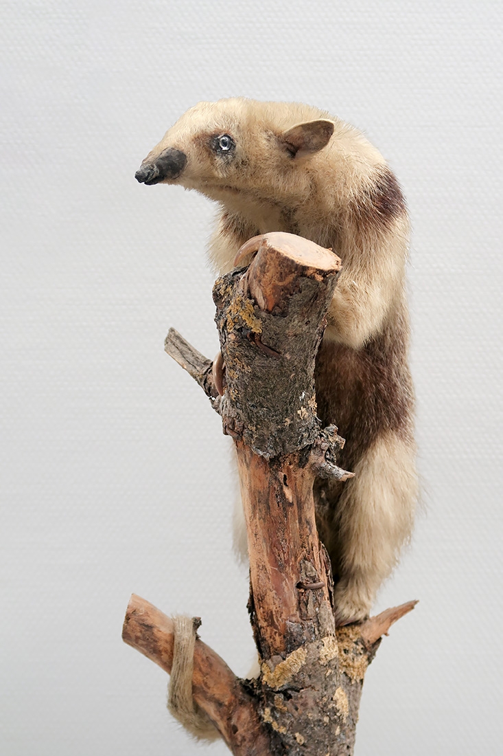museum de histoire naturelle troyes 8-2025 2789