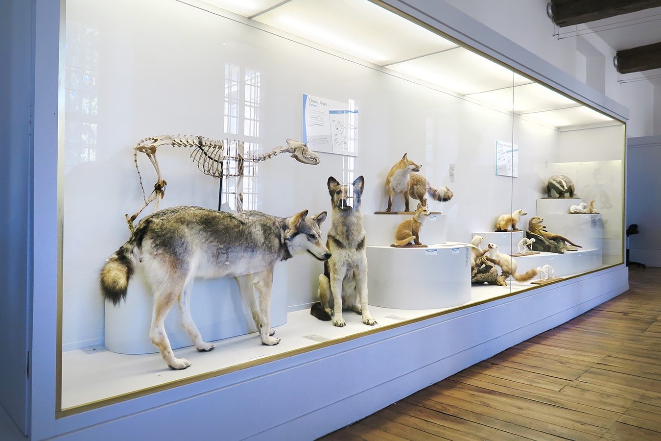 museum de histoire naturelle troyes 8-2025 2791