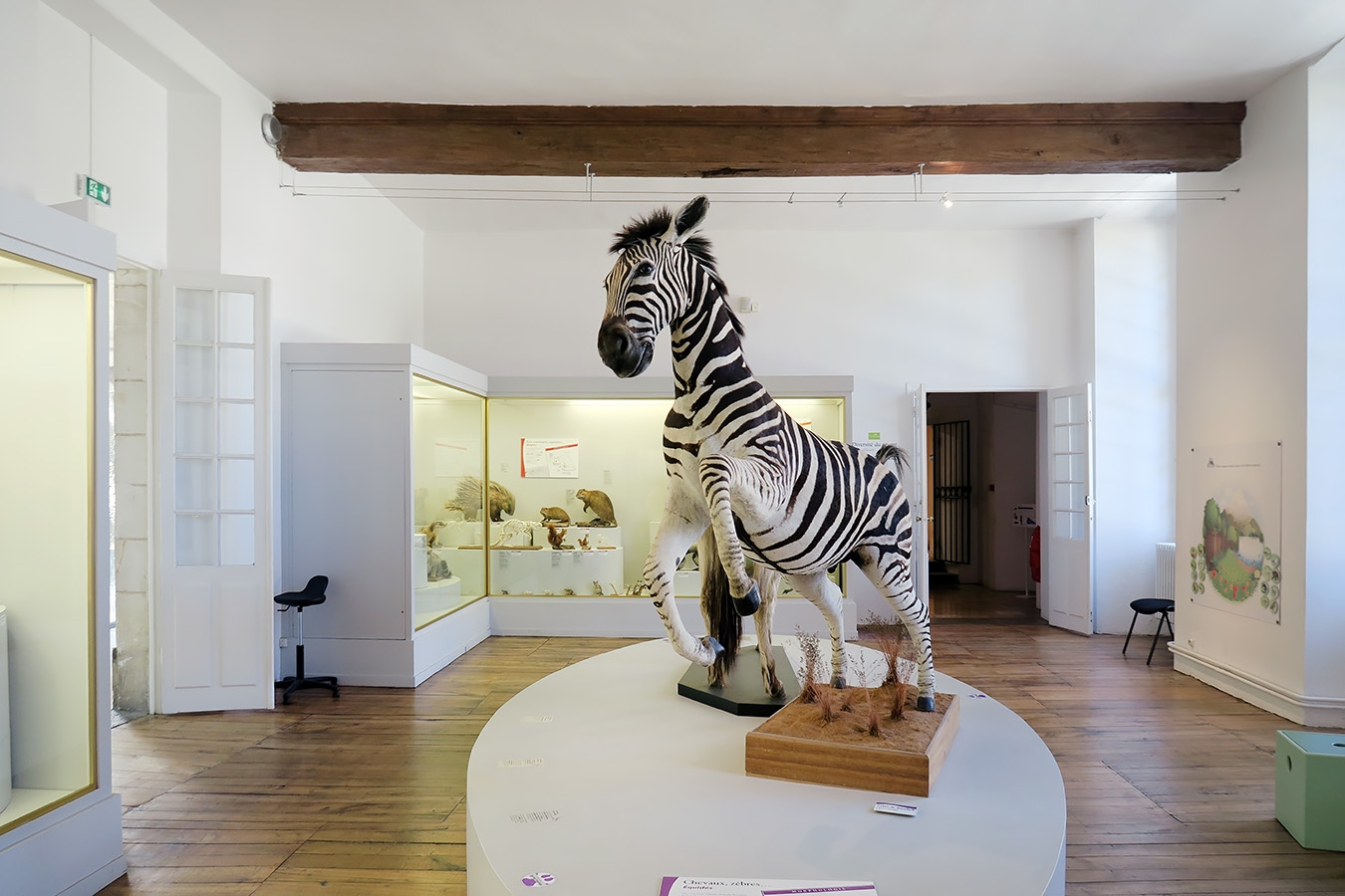 museum de histoire naturelle troyes 8-2025 2792