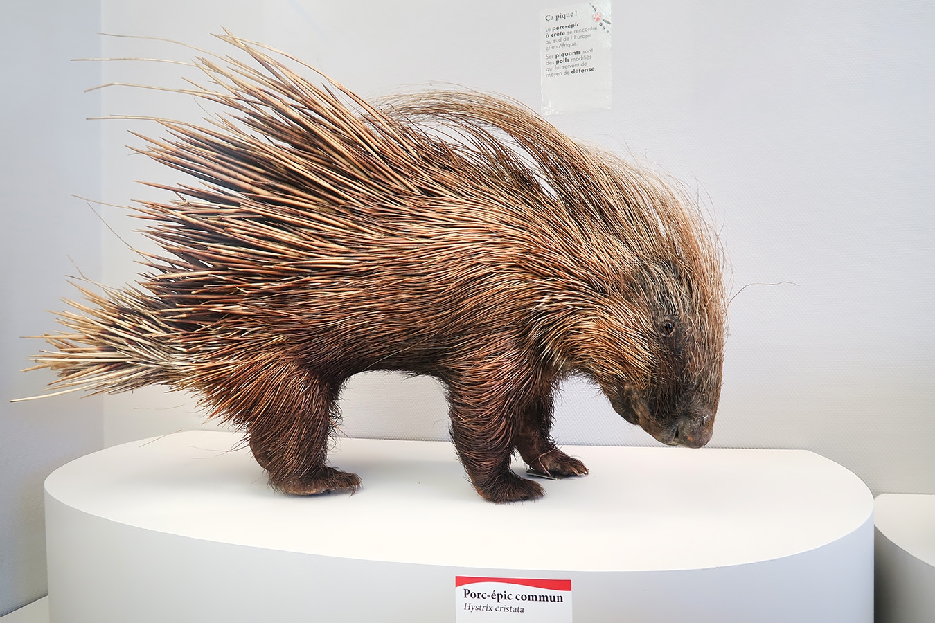 museum de histoire naturelle troyes 8-2025 2814