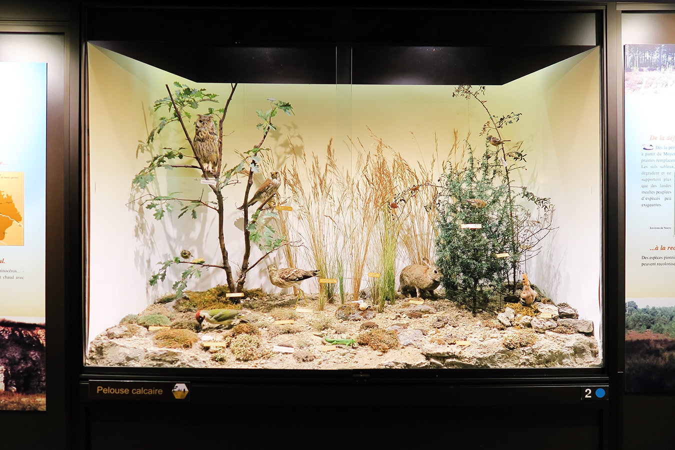 museum dhistoire naturelle blois 8-2025 2273