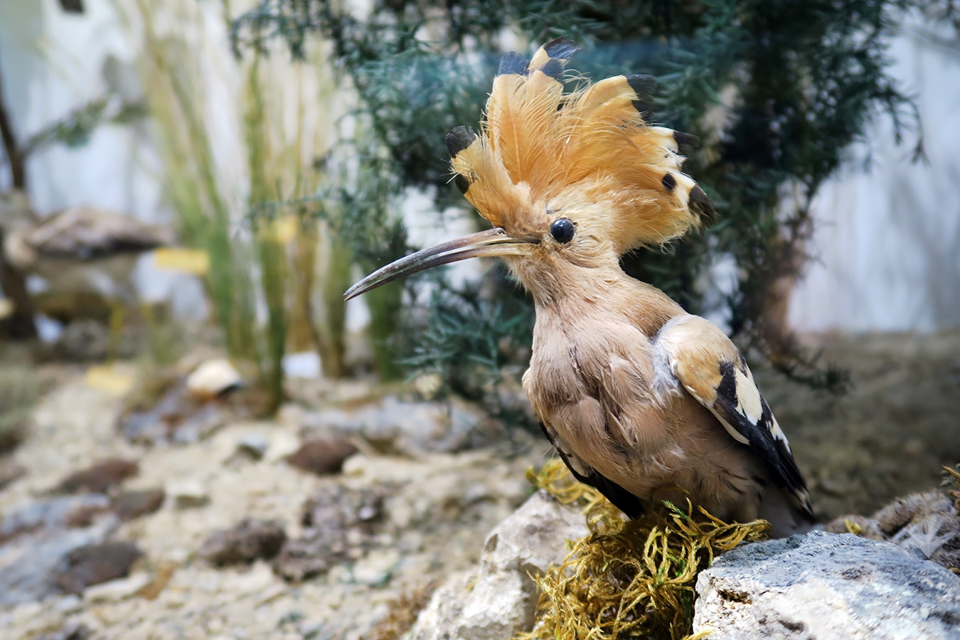 museum dhistoire naturelle blois 8-2025 2276