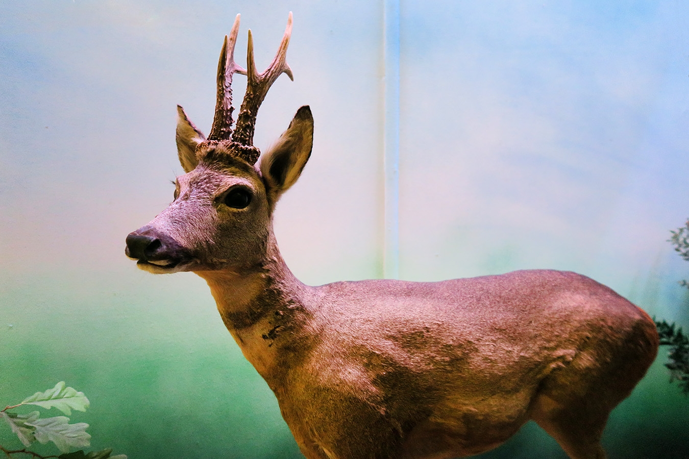 museum dhistoire naturelle blois 8-2025 2293