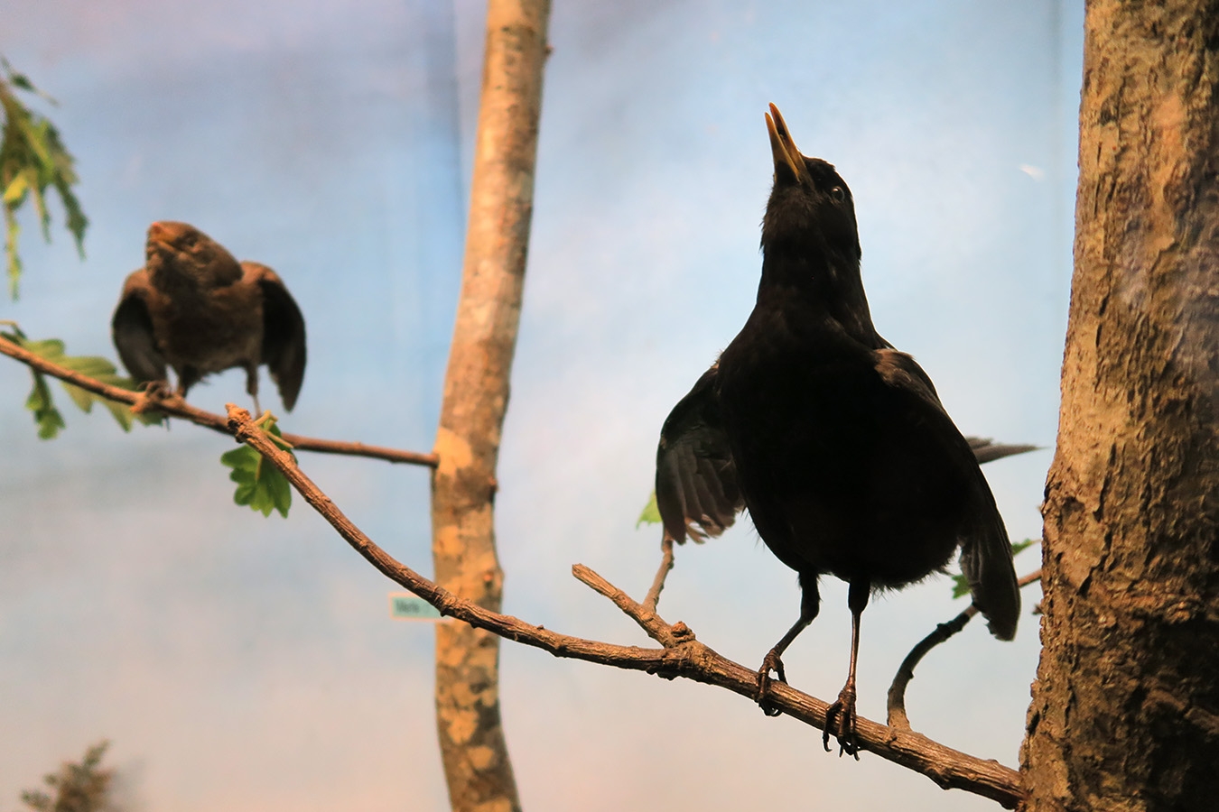 museum dhistoire naturelle blois 8-2025 2299
