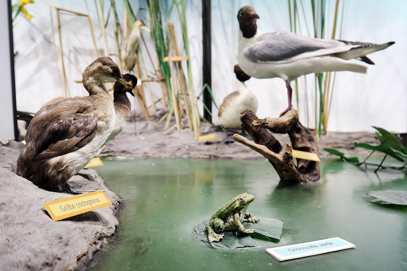 museum dhistoire naturelle blois 8-2025 2317