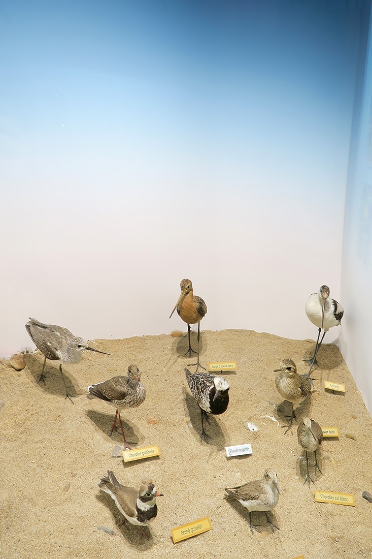 museum dhistoire naturelle blois 8-2025 2320