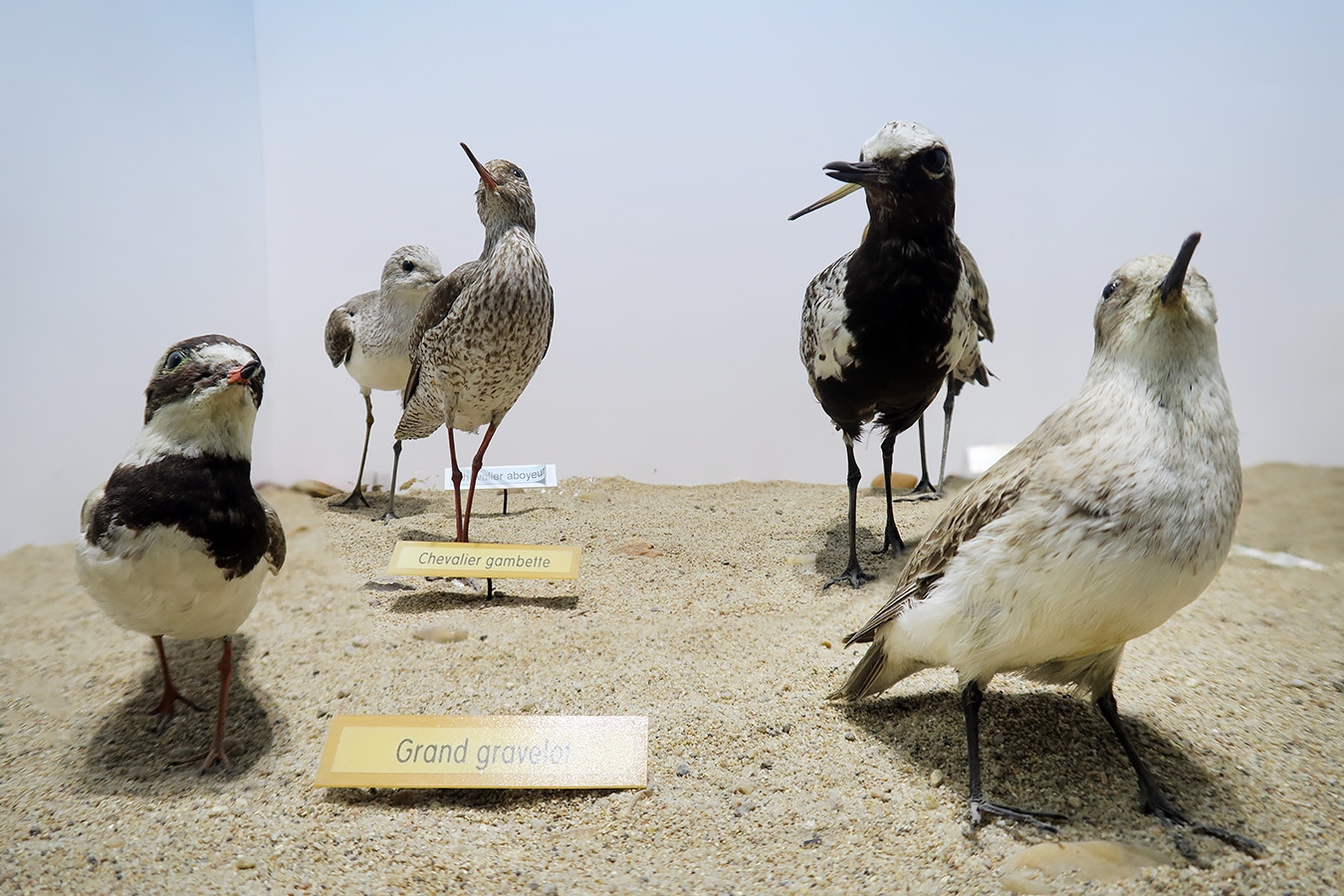 museum dhistoire naturelle blois 8-2025 2324