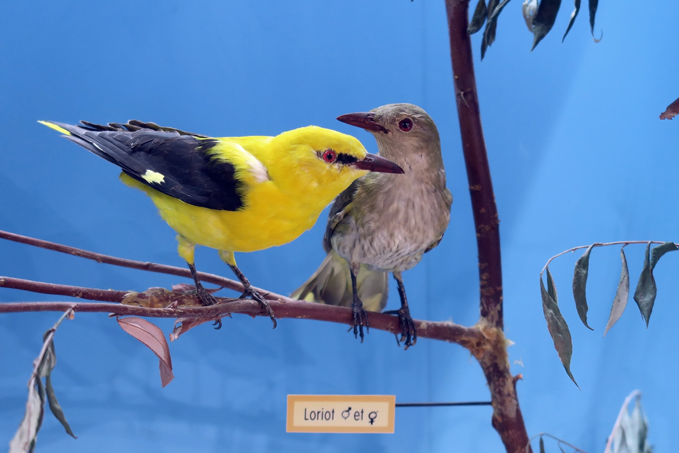 museum dhistoire naturelle blois 8-2025 2325