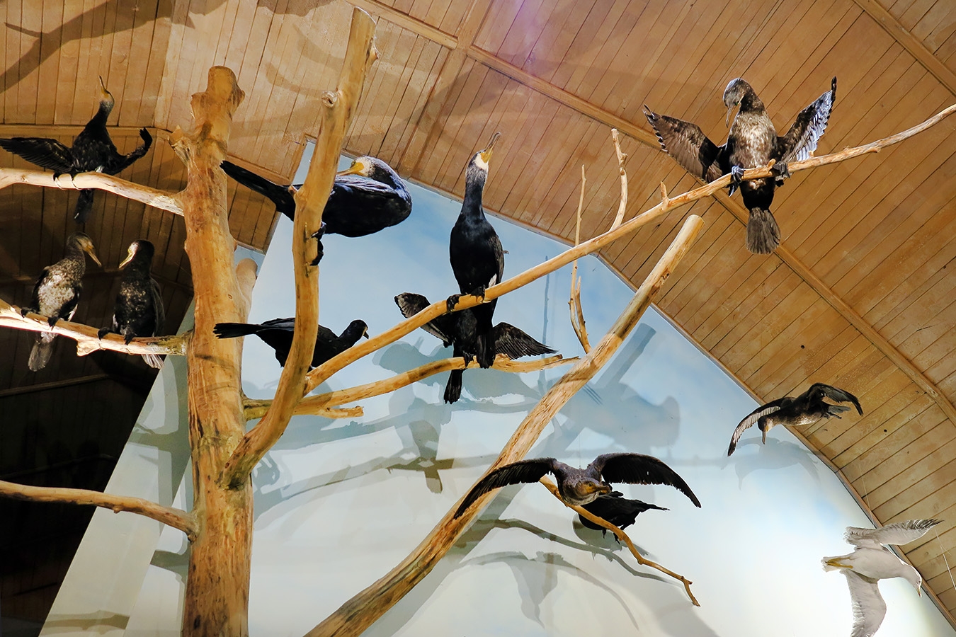 museum dhistoire naturelle blois 8-2025 2329