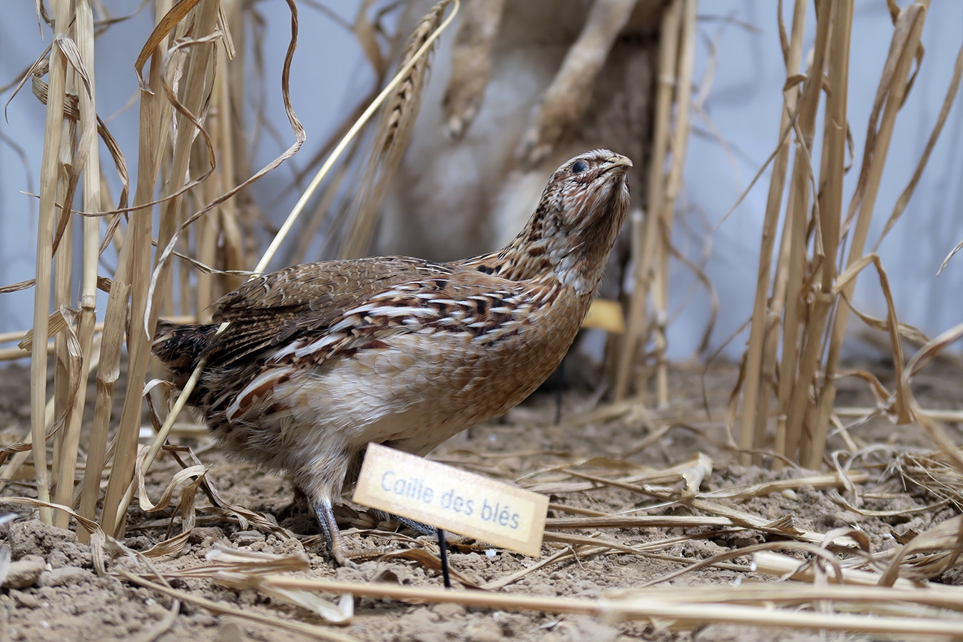 museum dhistoire naturelle blois 8-2025 2335