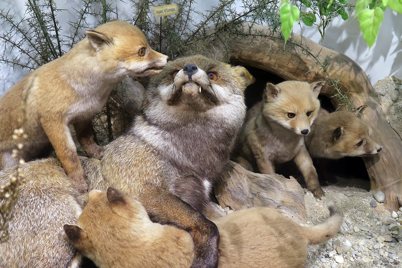 museum dhistoire naturelle blois 8-2025 2341