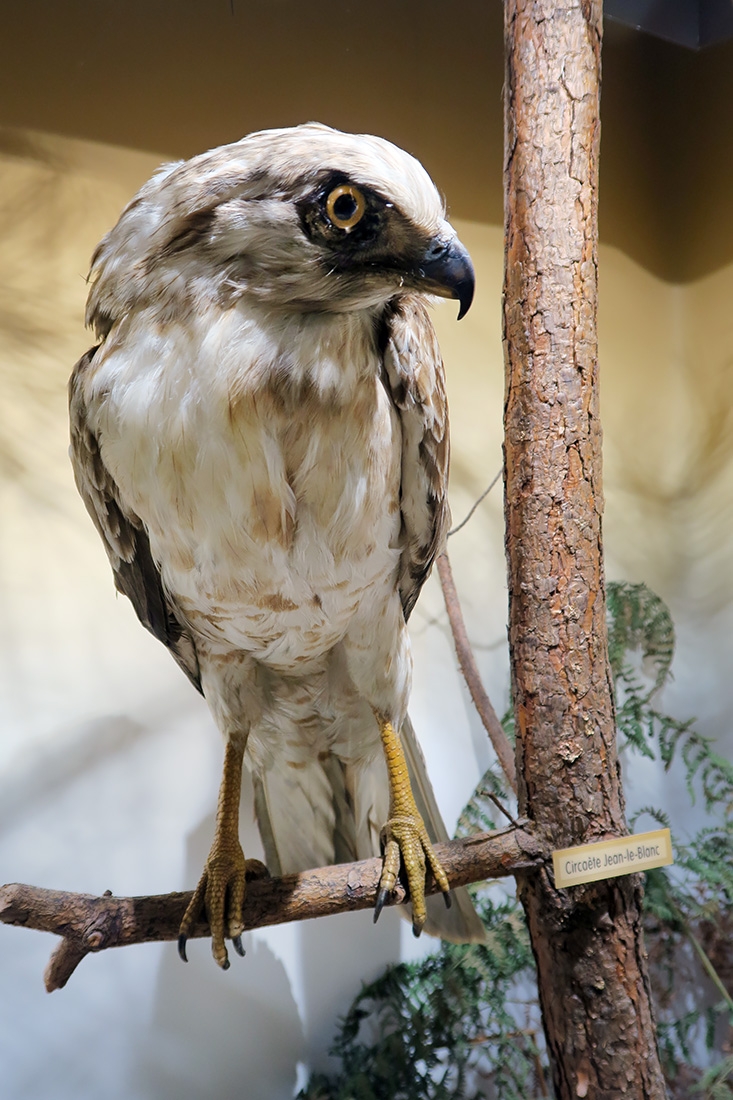 museum dhistoire naturelle blois 8-2025 2343