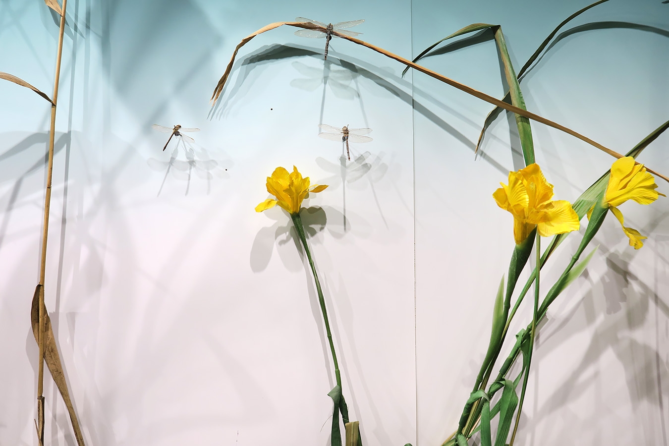 museum dhistoire naturelle blois 8-2025 2358