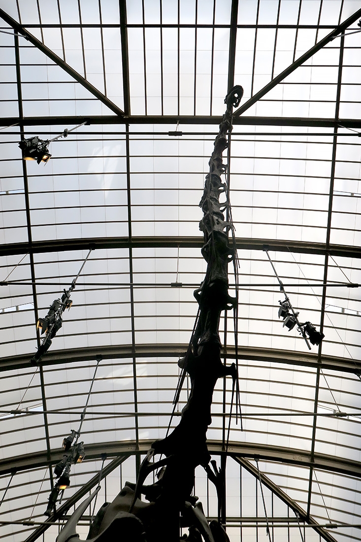 museum fur naturkunde berlin 5-2025 1210