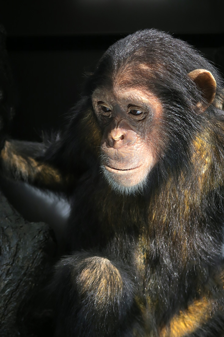 museum fur naturkunde berlin 5-2025 1274