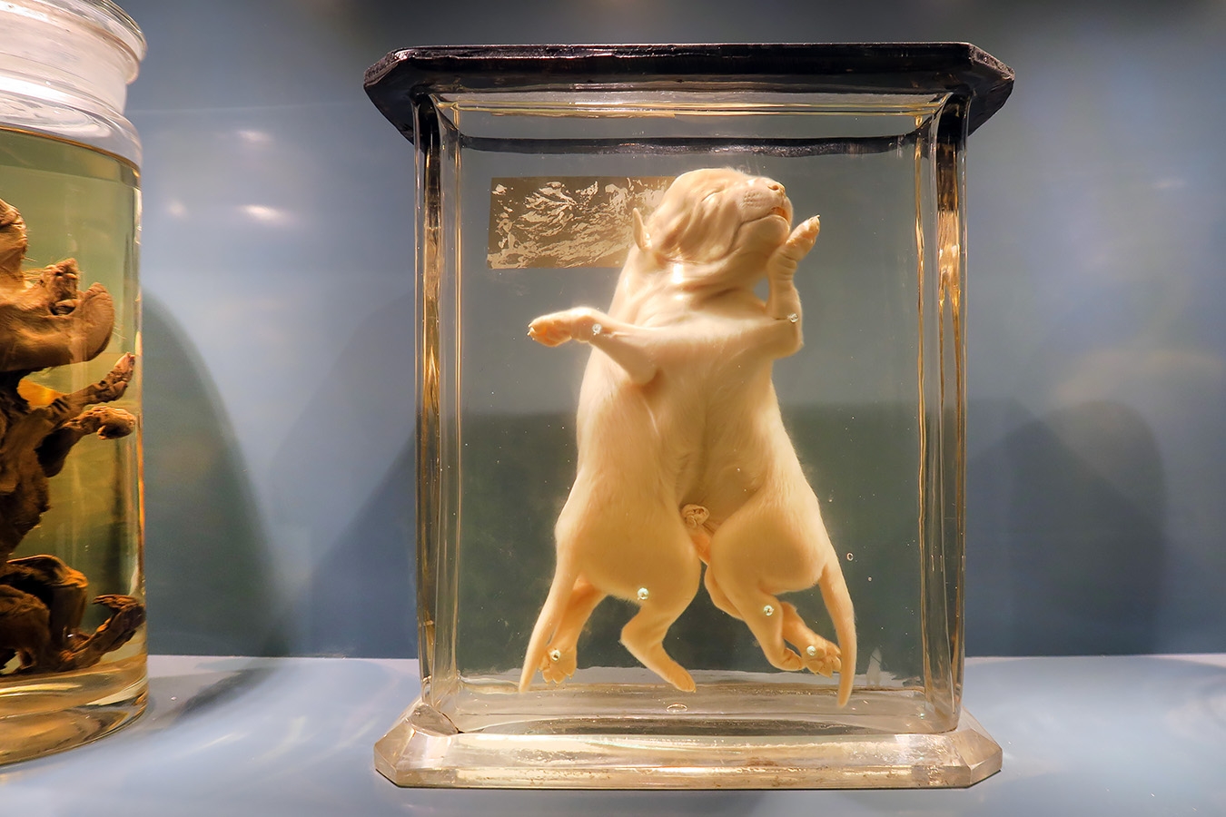 museum fur naturkunde berlin 5-2025 1285