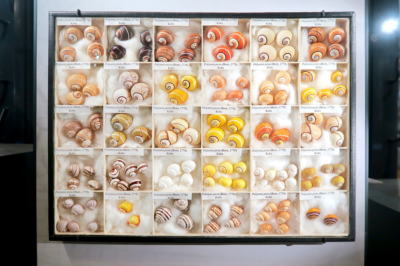 museum fur naturkunde berlin 5-2025 1291