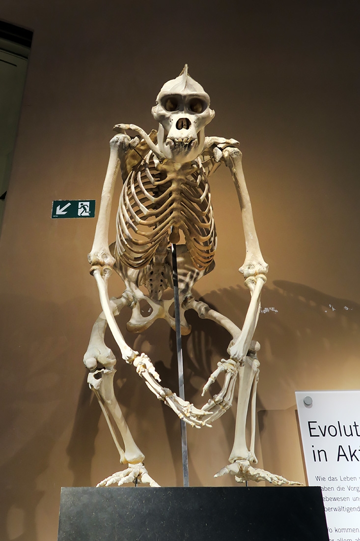 museum fur naturkunde berlin 5-2025 1293