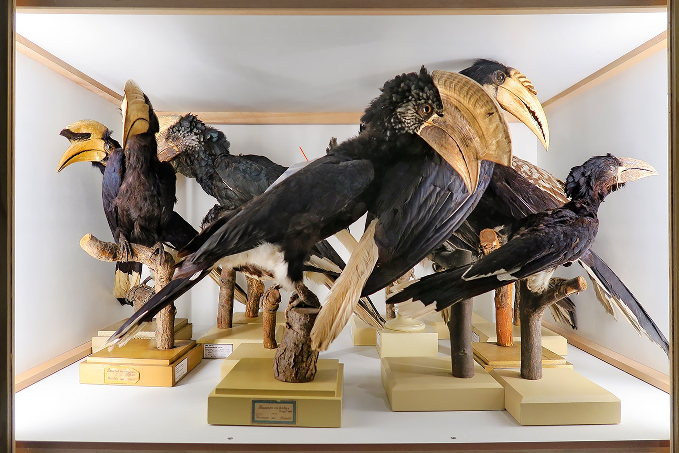 museum fur naturkunde berlin 5-2025 1303