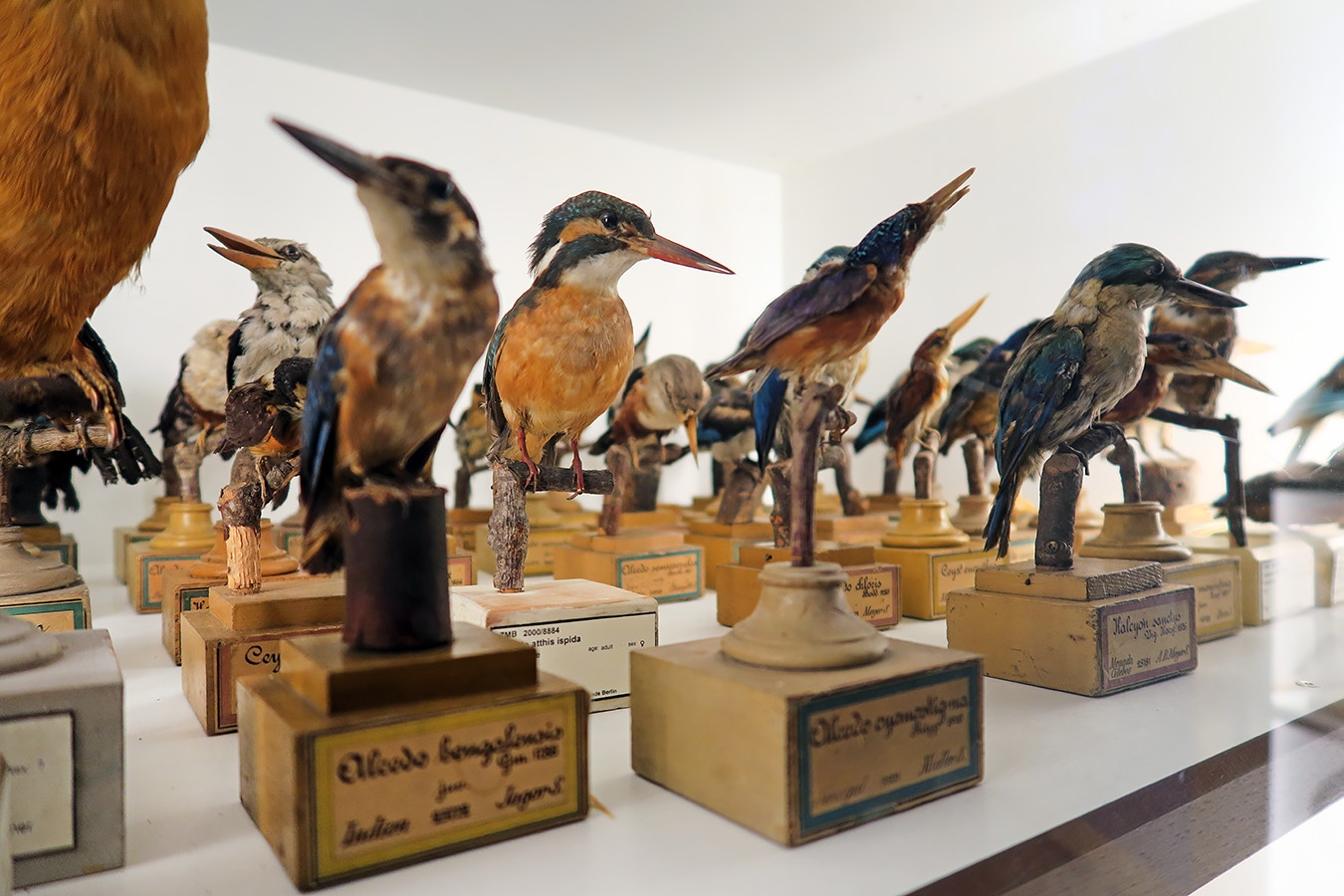 museum fur naturkunde berlin 5-2025 1305