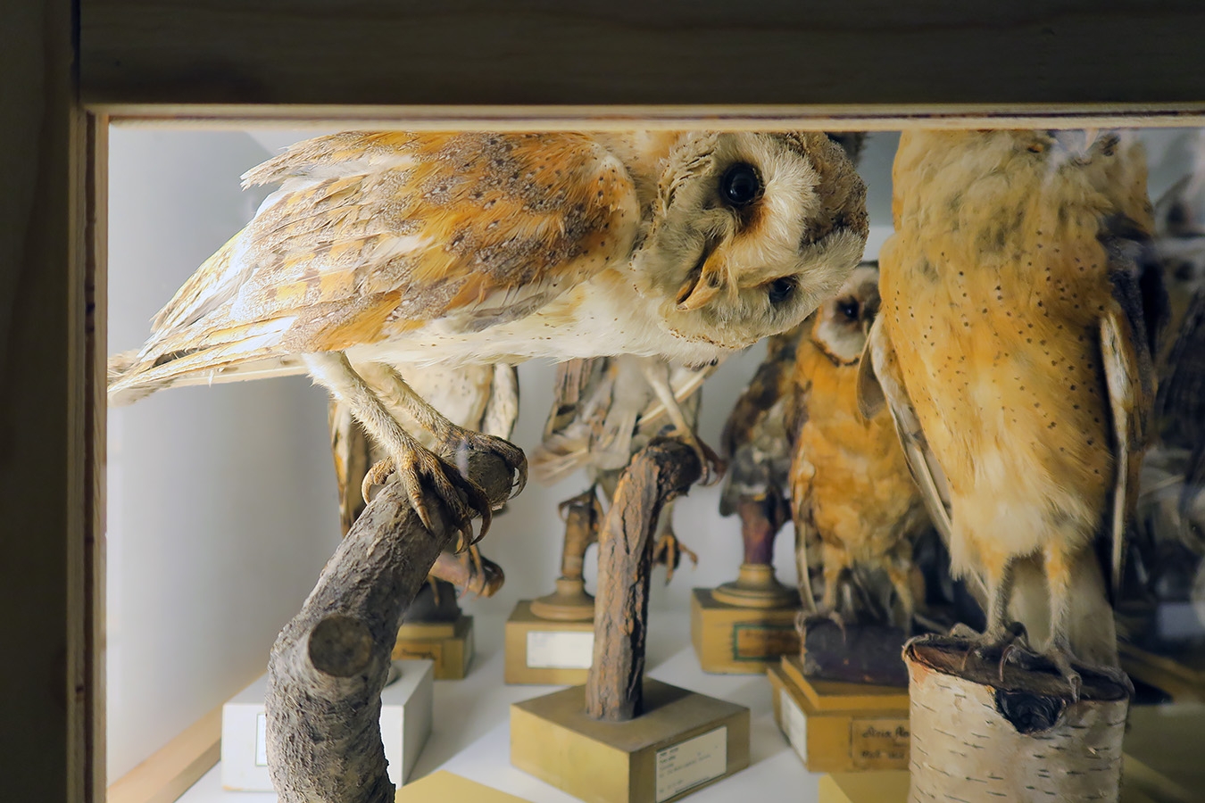 museum fur naturkunde berlin 5-2025 1317