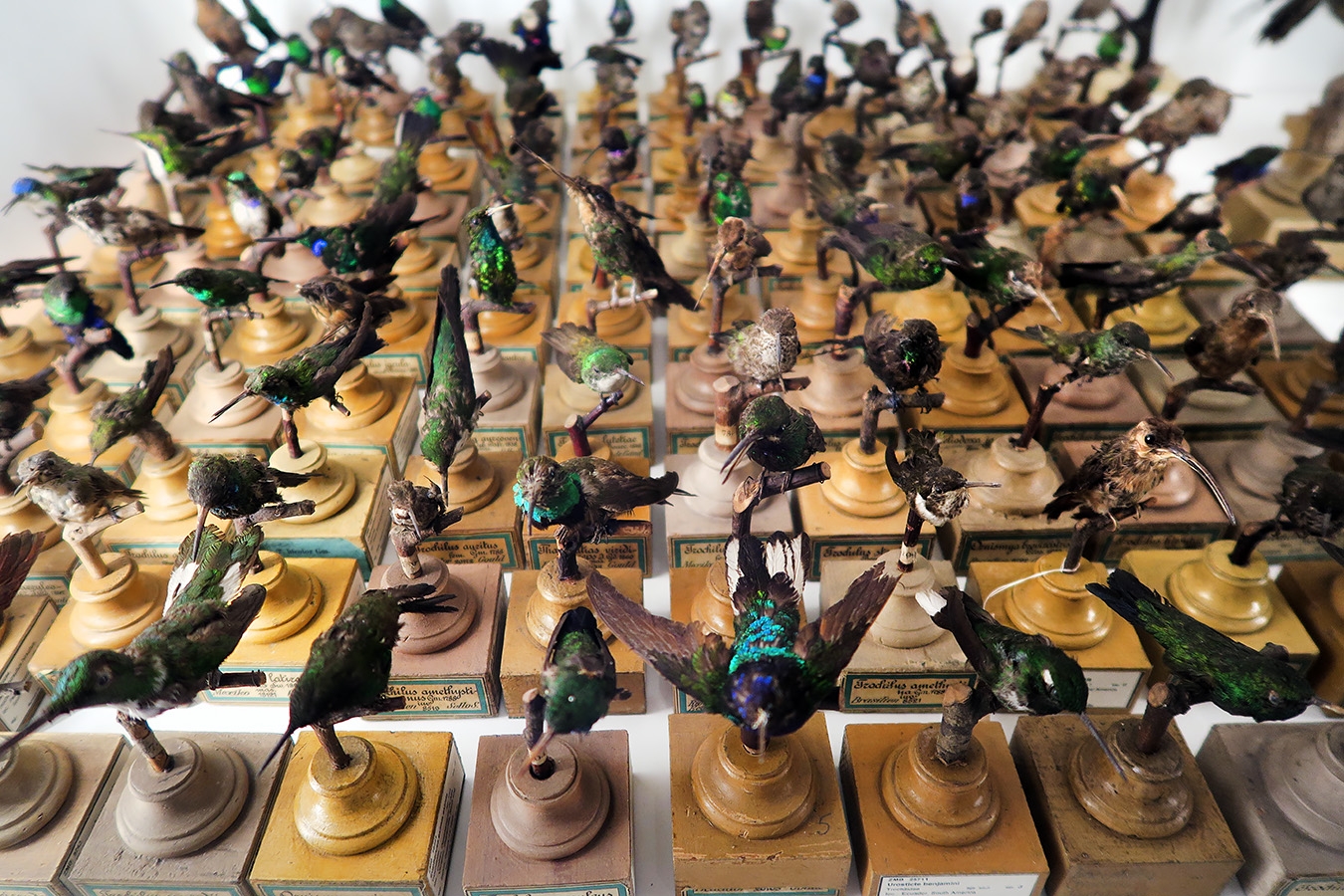 museum fur naturkunde berlin 5-2025 1320