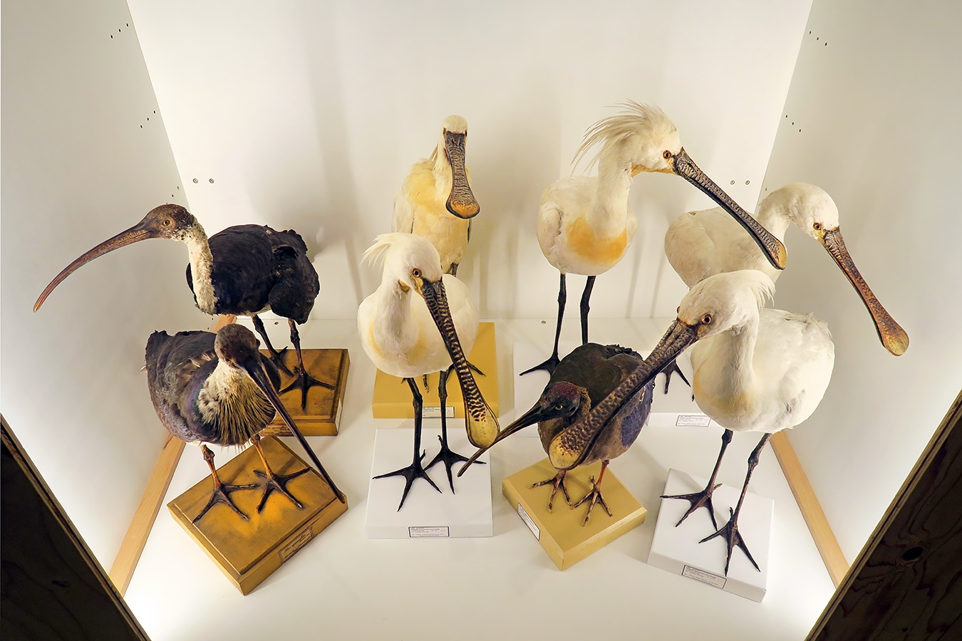 museum fur naturkunde berlin 5-2025 1324