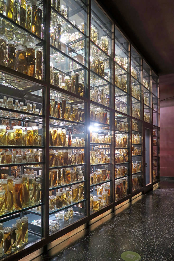 museum fur naturkunde berlin 5-2025 1348