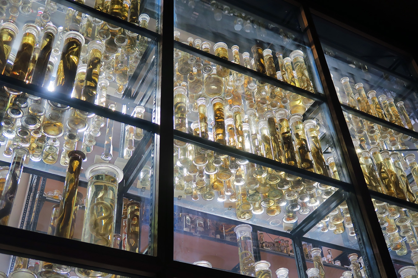 museum fur naturkunde berlin 5-2025 1350