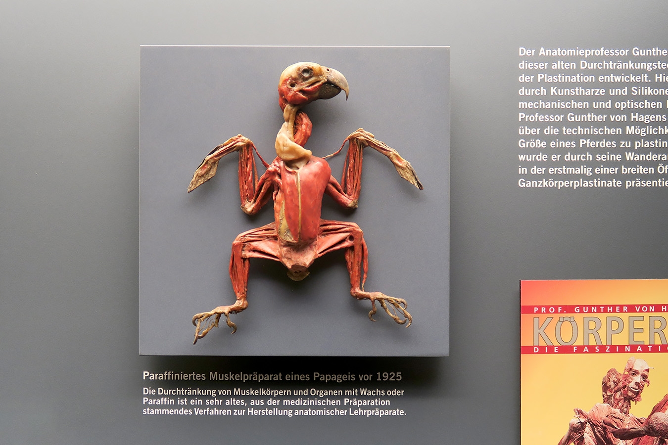 museum fur naturkunde berlin 5-2025 1396