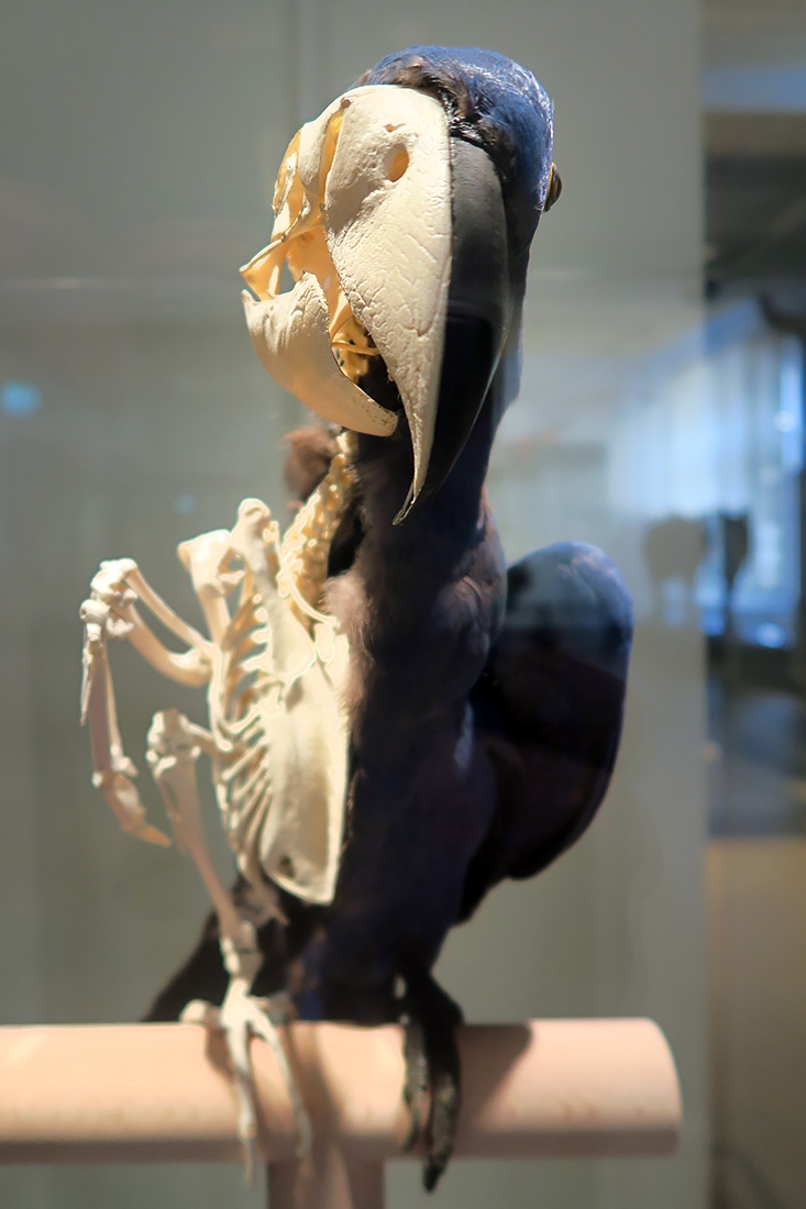 museum fur naturkunde berlin 5-2025 1409