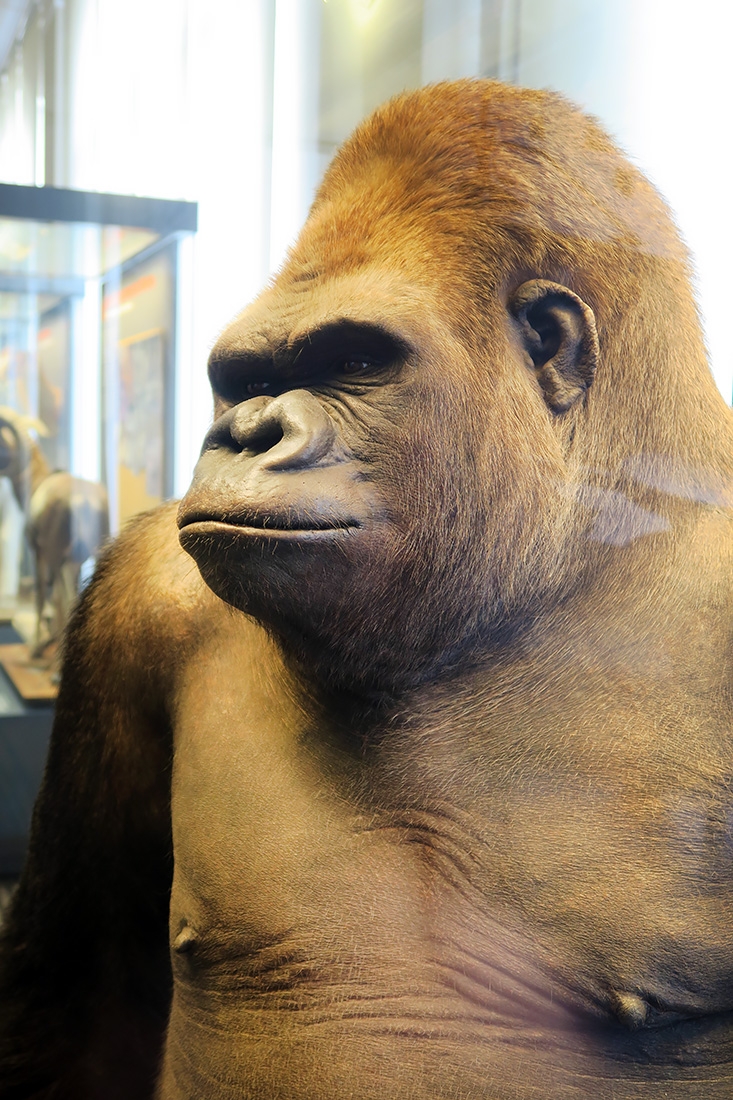 museum fur naturkunde berlin 5-2025 1422