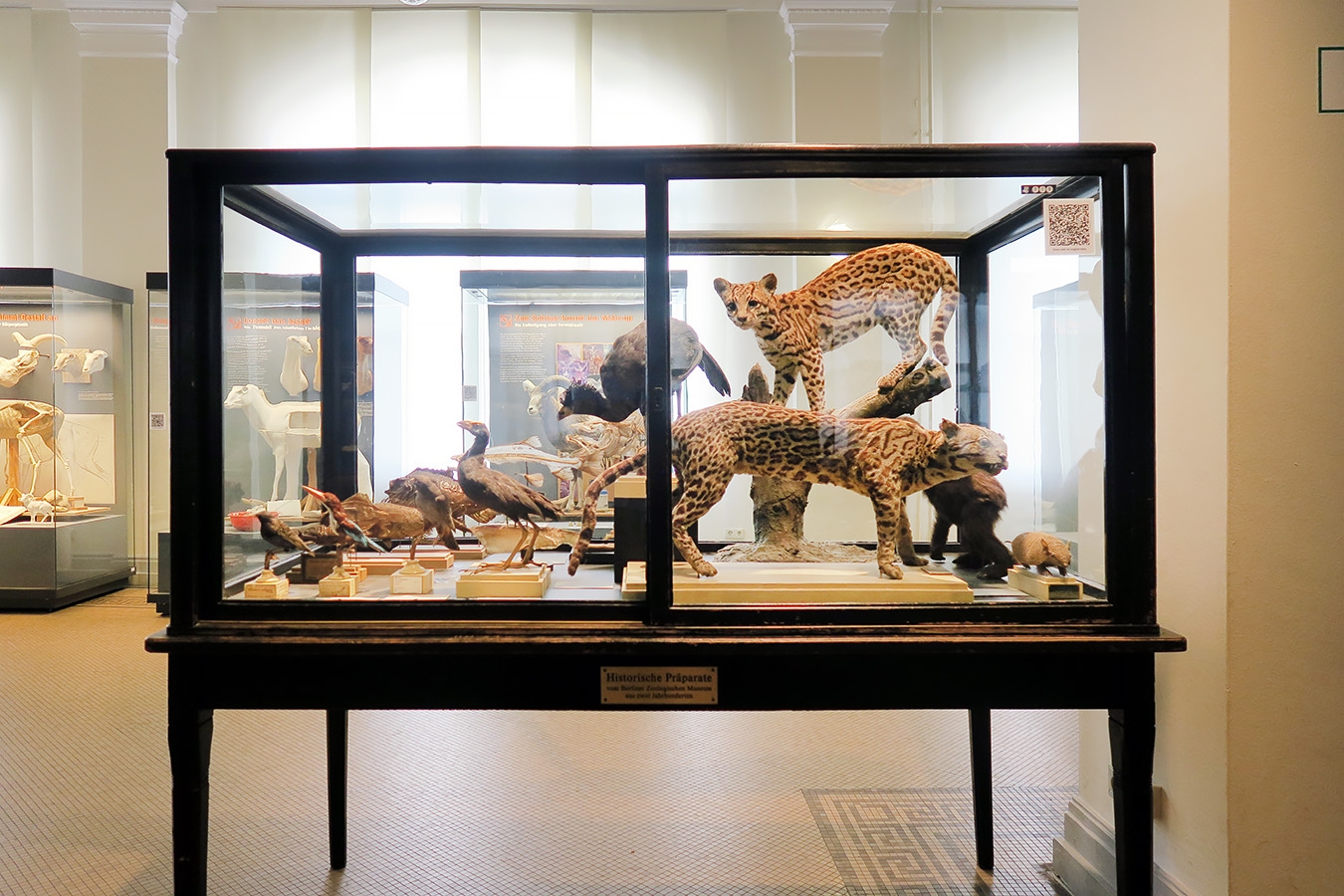 museum fur naturkunde berlin 5-2025 1425