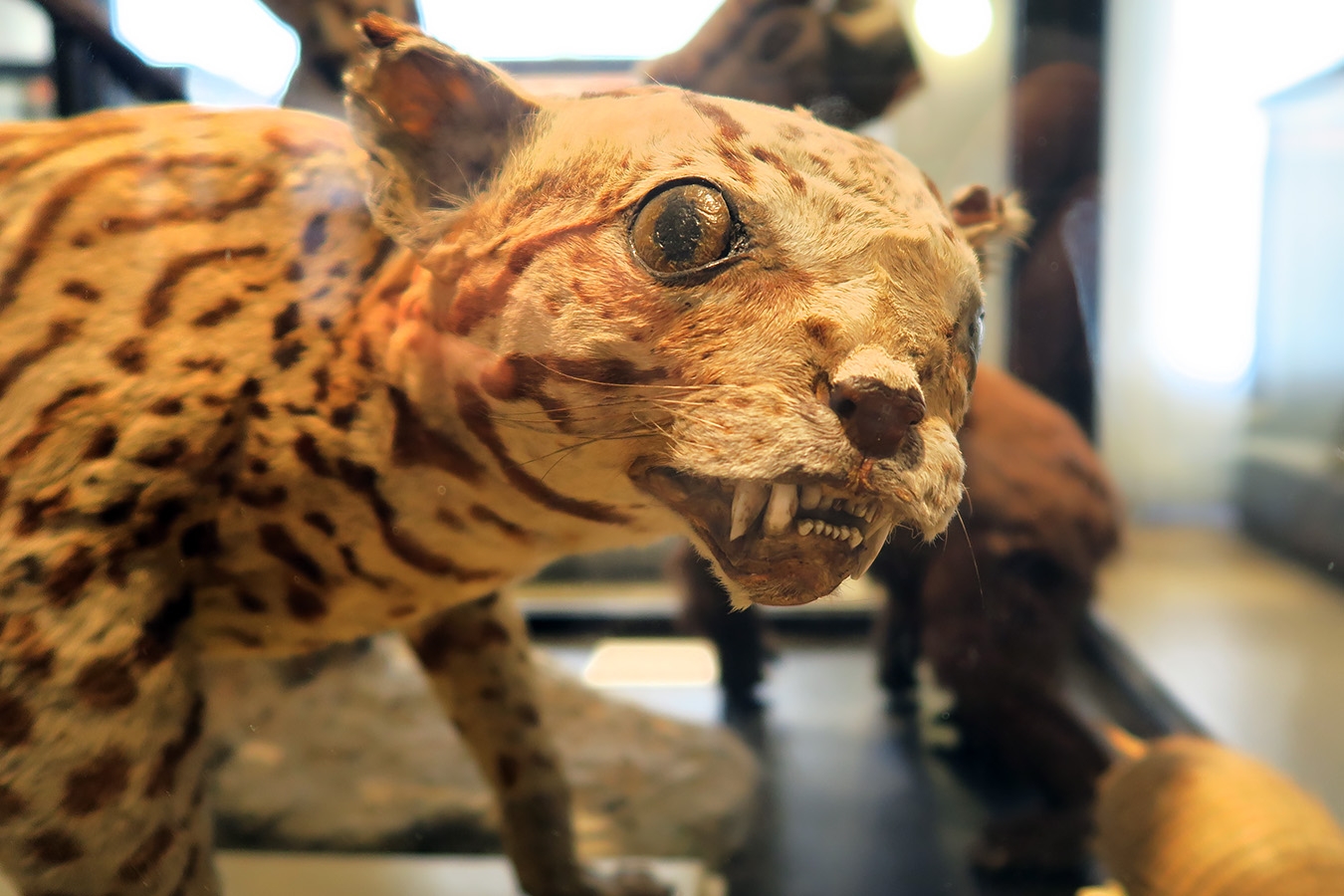museum fur naturkunde berlin 5-2025 1431