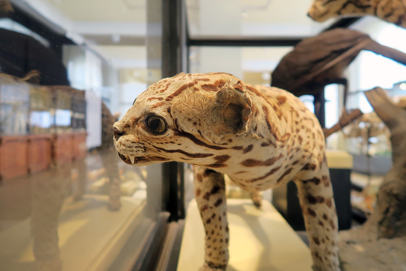 museum fur naturkunde berlin 5-2025 1432