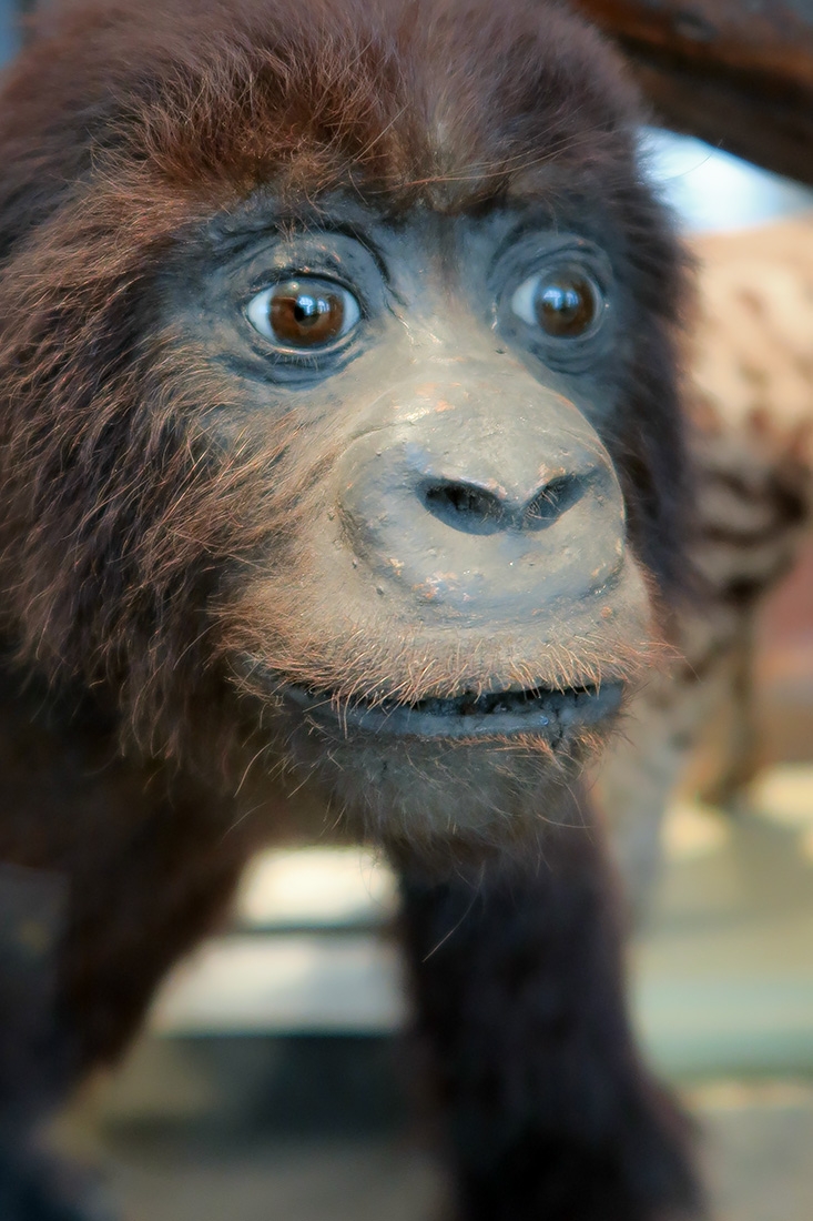 museum fur naturkunde berlin 5-2025 1436