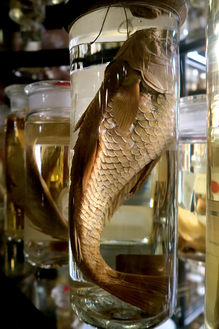 museum fur naturkunde berlin 5-2025 1477