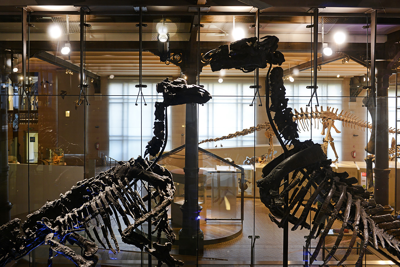 museum voor natuurwetenschappen brussel 11-2022 5497