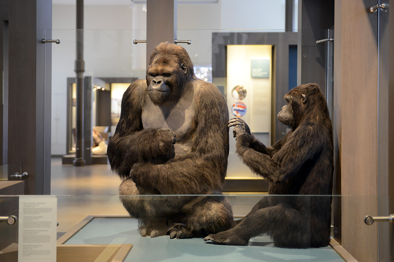 museum voor natuurwetenschappen brussel 11-2022 5510