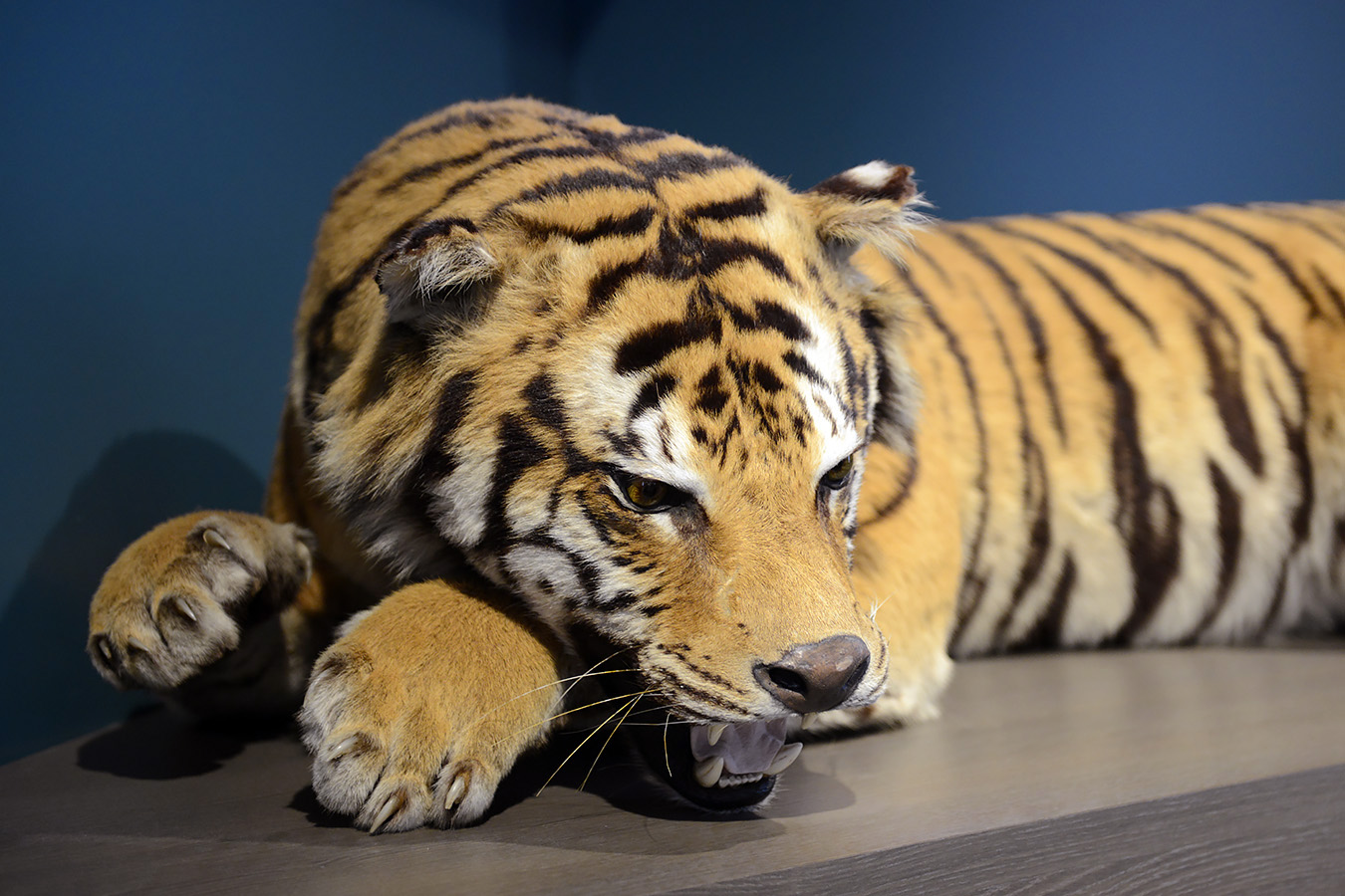 museum voor natuurwetenschappen brussel 11-2022 5517