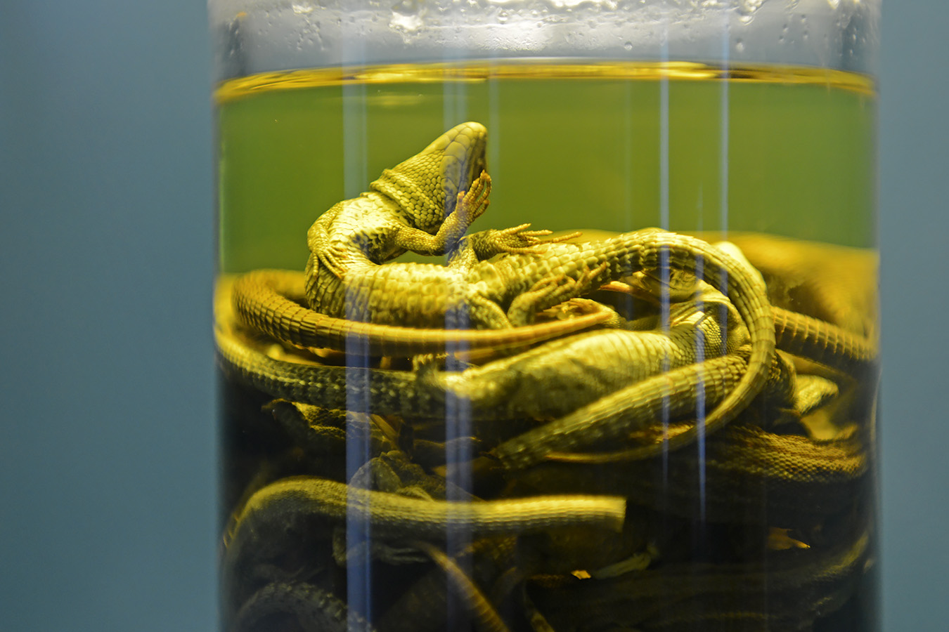 museum voor natuurwetenschappen brussel 11-2022 5520