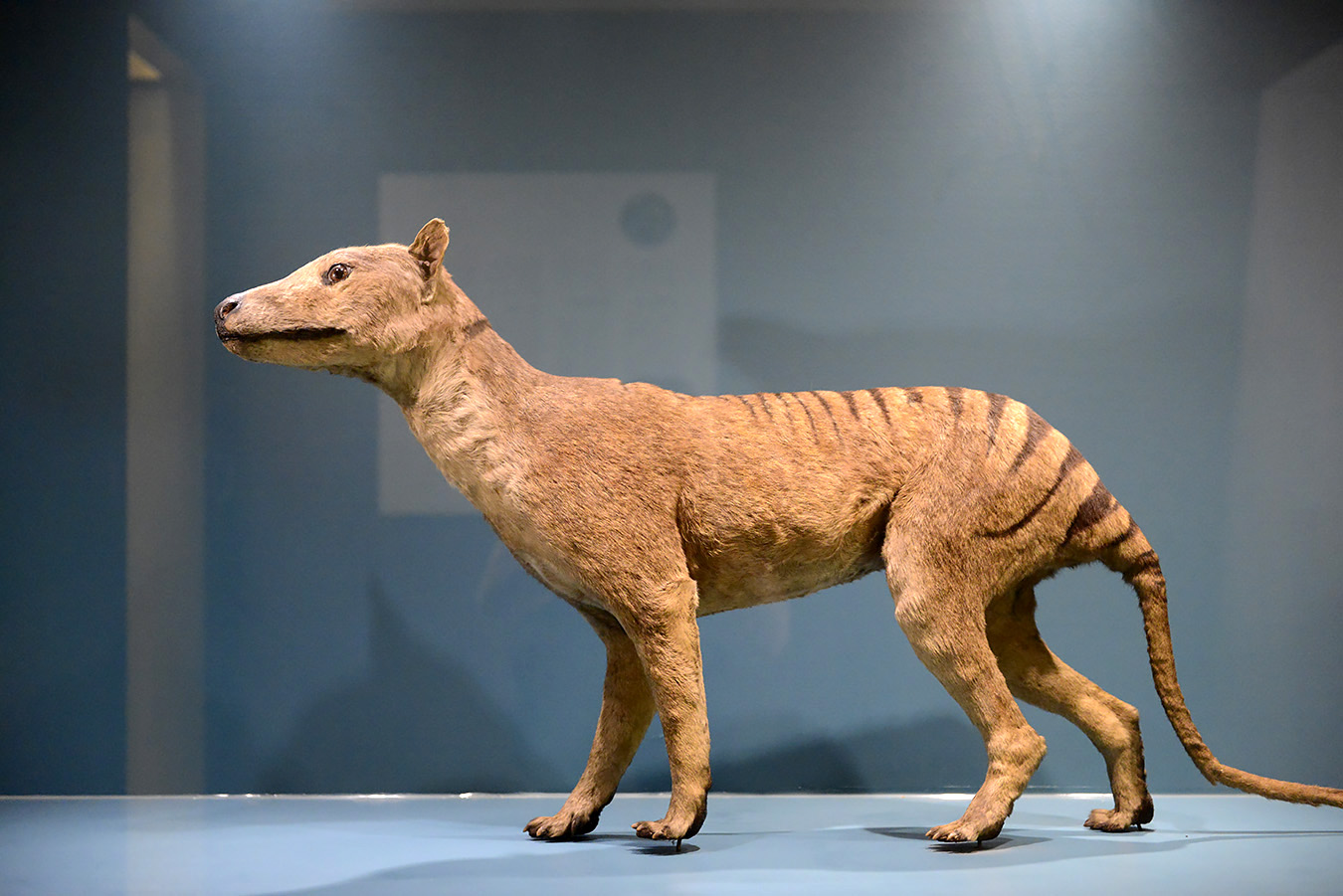 museum voor natuurwetenschappen brussel 11-2022 5524